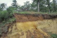 Coupe sol (Podzol)